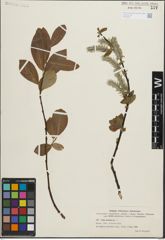 Foto von Salix laurina Sm.